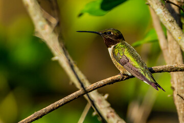 Ruby Throated HUmmingbird