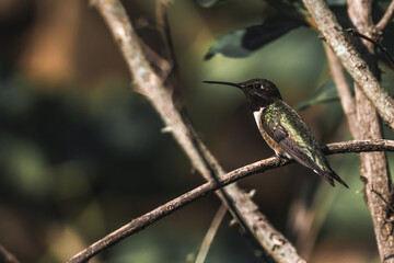 Ruby Throated Hummingbird