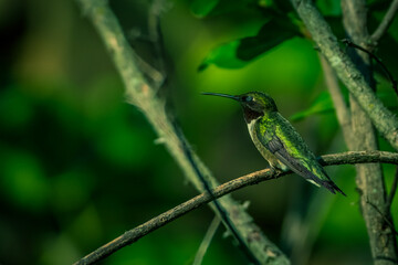 Ruby Throated HUmmingbird