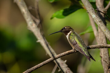 Ruby Throated HUmmingbird