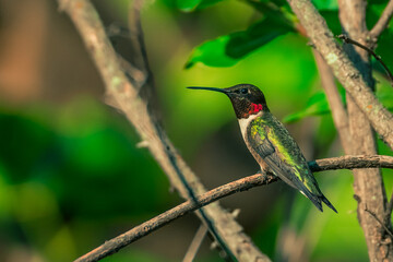 Ruby Throated Hummingbird