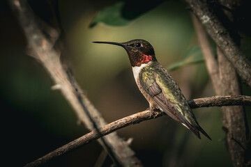 Fototapeta na wymiar Ruby Throated HUmmingbird