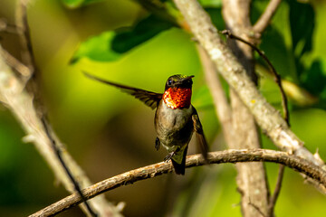 Ruby Throated HUmmingbird