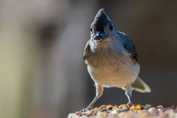Tufted Titmouse