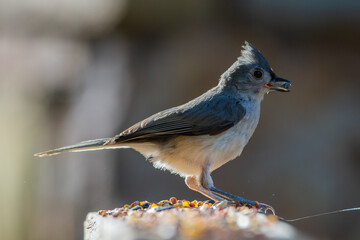 Tufted Titmouse