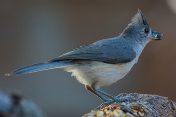 Tufted Titmouse