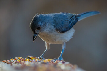 Tufted Titmouse