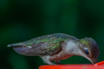 Ruby Throated HUmmingbird