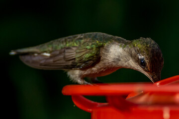 Ruby Throated HUmmingbird