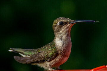 Ruby Throated HUmmingbird