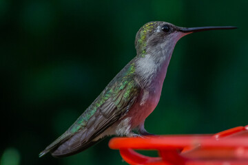 Ruby Throated HUmmingbird