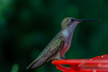 Ruby Throated HUmmingbird