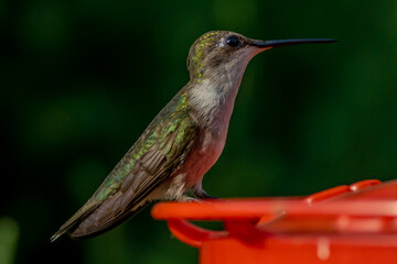 Ruby Throated HUmmingbird