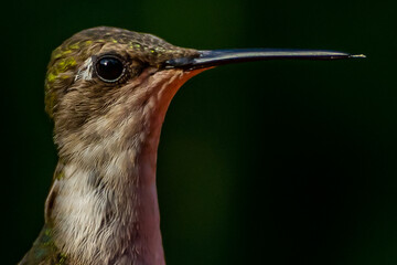 Ruby Throated HUmmingbird