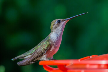 Ruby Throated HUmmingbird
