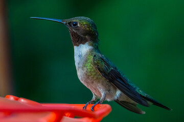 Ruby Throated HUmmingbird