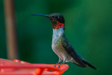 Ruby Throated HUmmingbird
