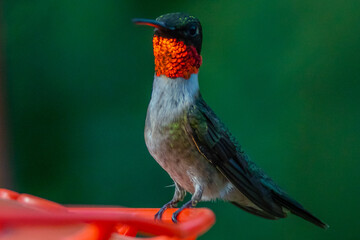 Ruby Throated HUmmingbird