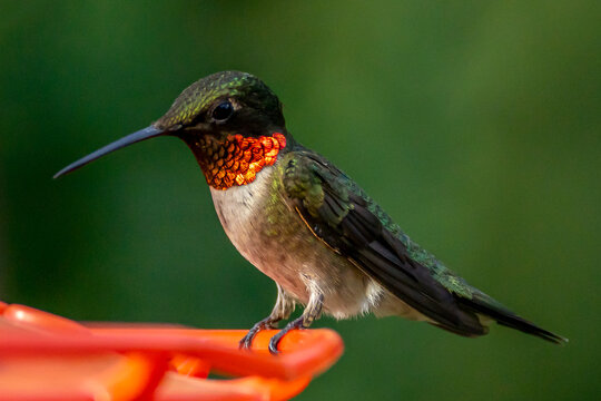 Ruby Throated HUmmingbird