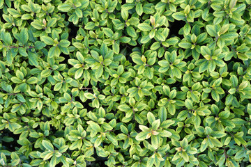 Green leaves background. Green nature wallpaper. Leaf background texture.