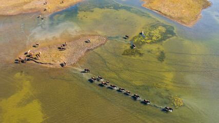 Top view of a herd of horses crossing a shallow lake. Aerial view of animals walking on water.
