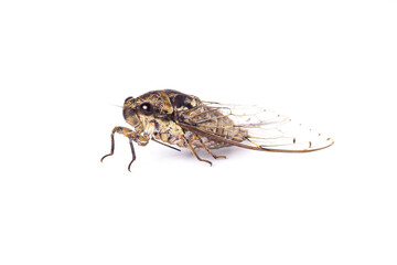 cicada isolated on white background