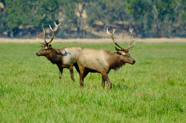 Naklejka na ściany i meble Roosevelt Elk in pasture