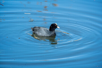 Coot 001