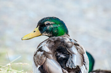 Mallard Looking Back
