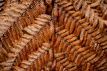 dry brown fern leaf in a forest in Tasmania