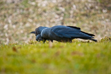 Picking Jackdaw