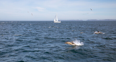 Dolphins jumping out of the water in front of a sailboat in the Santa Barbara channel off the coast...