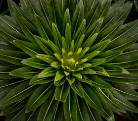 Fototapeta premium green plant in Hobart a the botanic garden in Tasmania