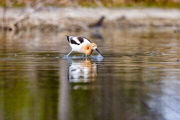 American Avocet 2