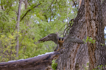 Peregrine Falcon Landing 2