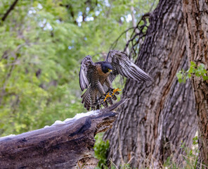 Peregrine Falcon Landing 1