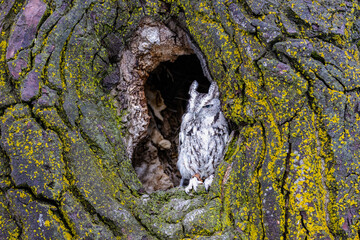 Eastern Screech Owl in Knoll 2