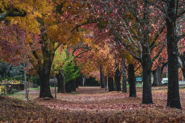 ground covered in autumn leaves in the park