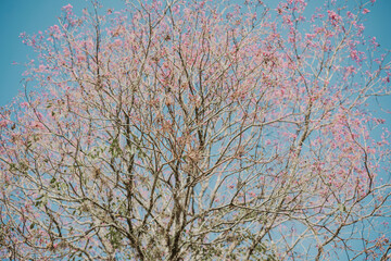 tree with pink flowers and branches against blue sky