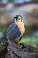 Obraz premium Aplomado Falcon on Log 2