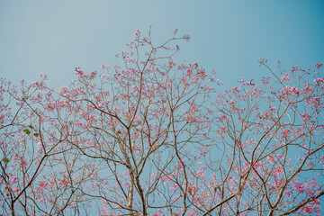 tree with pink flowers and branches against blue sky