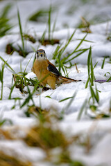 American Kestrel on Snow