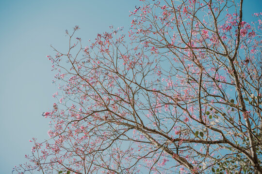 tree with pink flowers and branches against blue sky