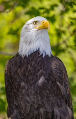 Obraz premium Bald Eagle Pose 2