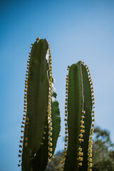 cactus and sky