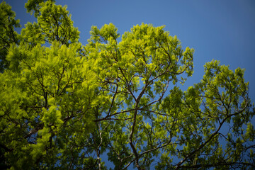 Fototapeta premium branches against blue sky 