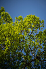 branches against blue sky
