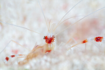 Banded Coral Shrimp
