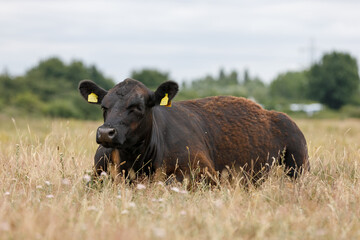 A brown cow sitting in a field of dry summer grass with yellow ear tags