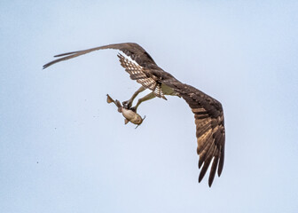 Osprey went fishing at Tenmile Lake, Lakeside Oregon